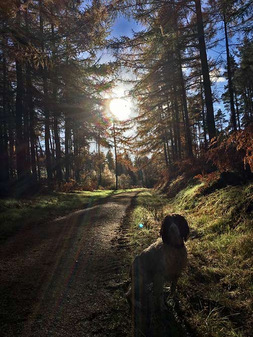 dog in forestScotland Outdoors-twitter