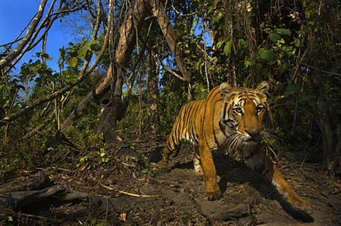 bengal-tiger-in-jungle - Lost land of the Tiger, BBC