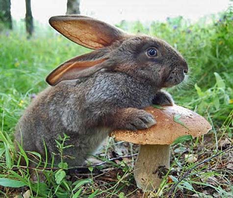 rabbit standing in a field next to a mushroom