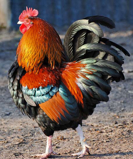 Colorful rooster in the farmyard by AilsaR-flickr