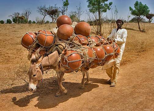 Donkey carrying huge load of pots, Africa