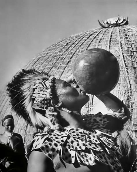 Zulu chief drinking deeply from the beer gourd called 'inKezo