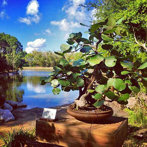 Green-bonsai-palnt-auspicious-feng-shui