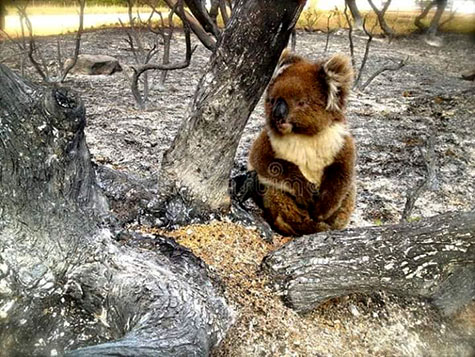 Lucky-koala-survivor in bushfire ashes