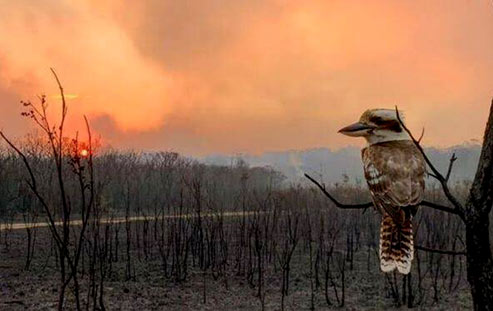 kookaburra-scorched-earth-Australia