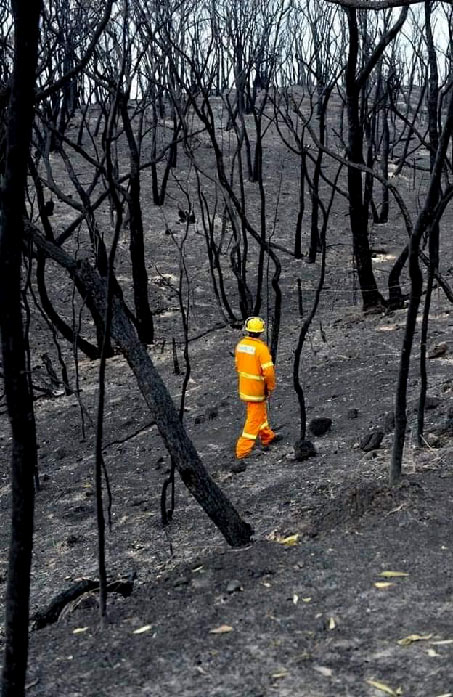 looking for wildlife in a burnt forest, Australia