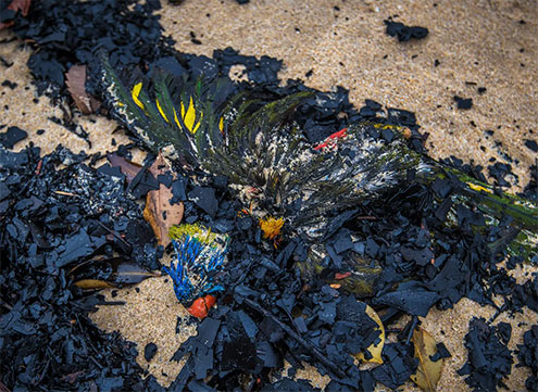 rainbow-lorikeet-that-died-in-the-fires-washed-up-on-Tip-Beach-just-outside-MallacootaCREDIT-JUSTIN-MCMANUS