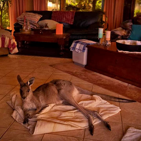 Rescued kangaroo relaxing