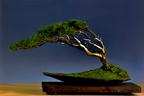 Fukinaga-('From-the-Wind'~ Bonsai ) on wooden base by Vaclav Novak