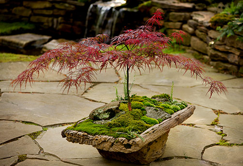 Japanese-Red Maple bonsai_moss and stone gardens