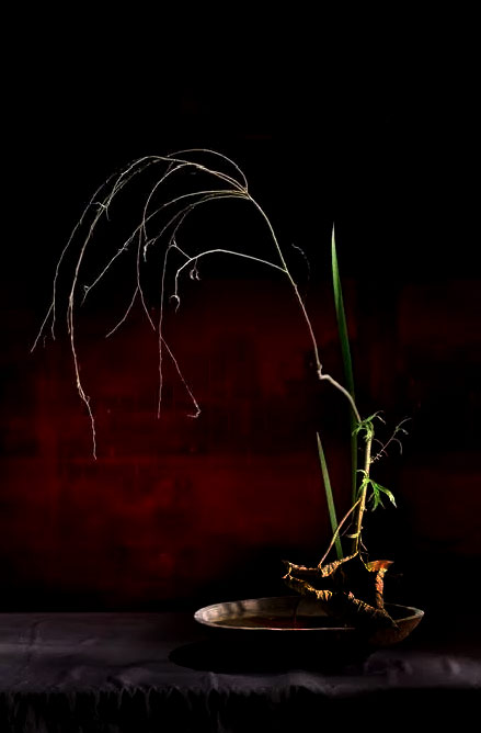 ikebana-arrangement botanical