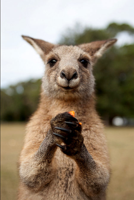 Feeding Kangaroo - photo by Adam Foster