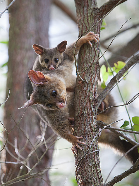 Adam-Foster - Brush-Tailed-Possum - A possum carrying her young in a tree