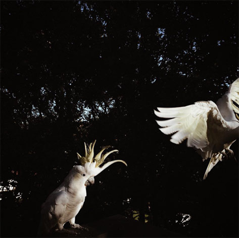 Two Sulphur-crested-cockatoos-Nicolette-Johnson
