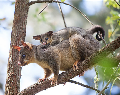 Brush-tailed-possum-mother-and-baby---Adam-Foster