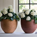 matching-pots-white-flowers