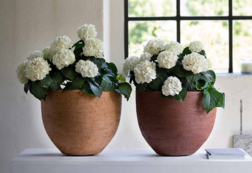 Atelier-Vierkant--flower-pots with white hydrangeas