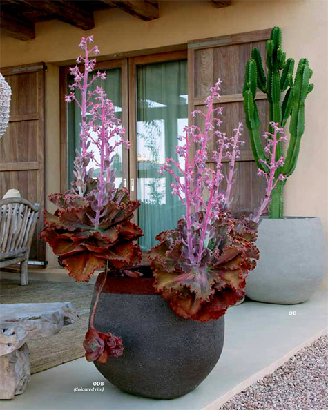 Atelier-Vierkant-OD-ceramic-pots with plants