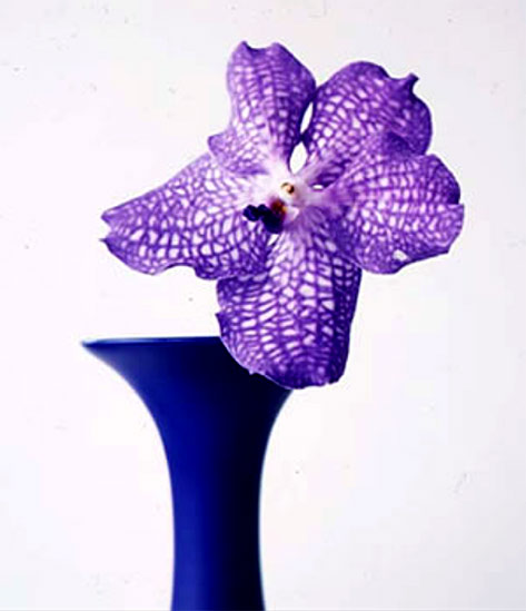 Vivienne Foley-limited-edition-print of single purple flower in blue vase