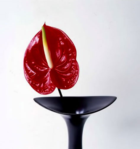 Vivienne-Foley-limited-edition-print red flower in black vase