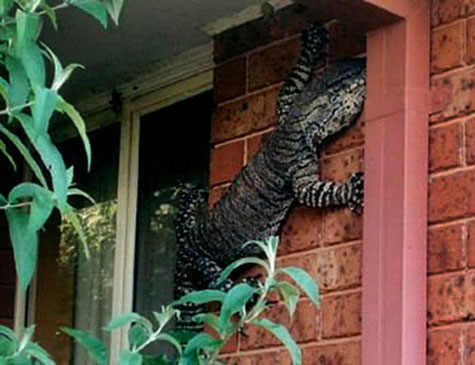 large Goanna on outside wall