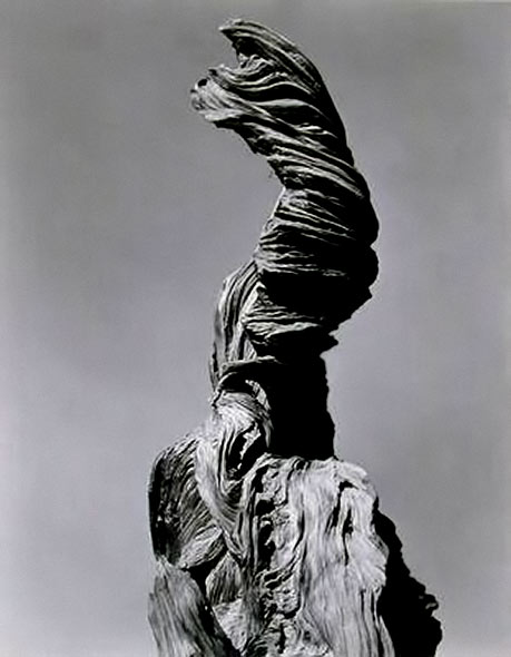 Edward Weston,-Stump against Sky,-1936 - Art photography
