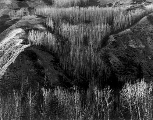 Valley Aspen--Ken Lumbis landscape photograph