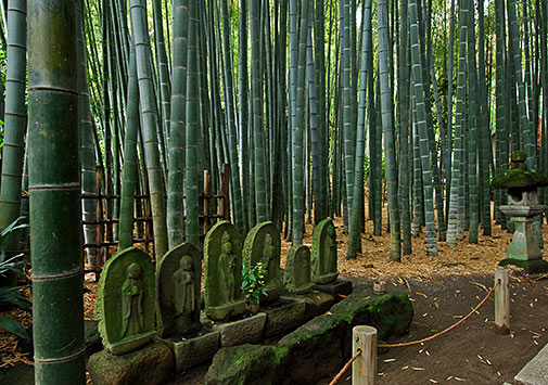  Bamboo grove at Houkokuji temple, Kamakura