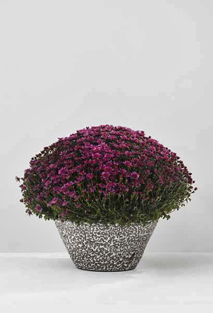 Large circular planter with mottled texture,-1955-Lucie Rie