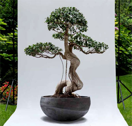 Matthieu Boulard man made bonsai O series vessel--Nathalie Jouan photo