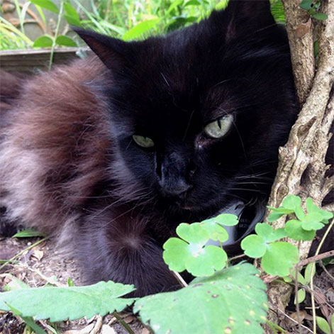black cat sascha