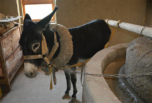 Donkey rotating clay grinding stone