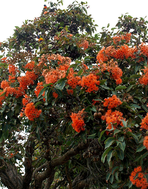 Orange flowering gum tree flowers with two orange bellied parrots