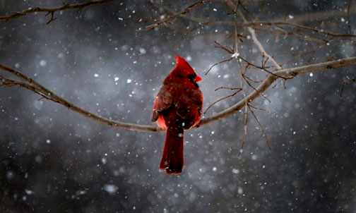 A northern cardinal sits on a tree branch in falling snow in the New York City suburb of Nyack