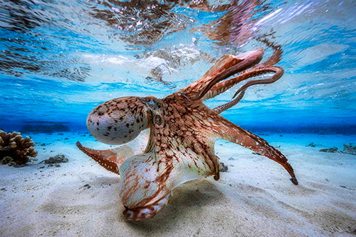 Swimming Dancing Octopus by Gabriel Barathieu-(France)