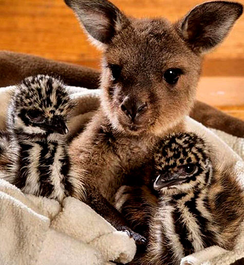 Rescued joey with baby emus