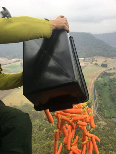 Rock Wallaby food drop from air