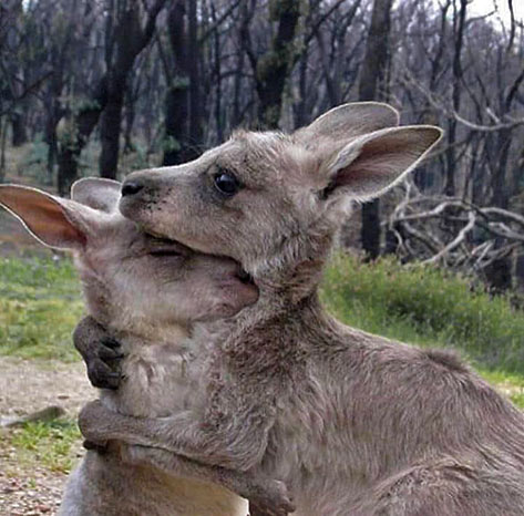 Eastern grey Kangaroos embracing