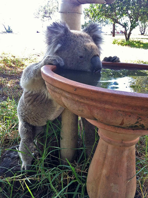 koala-drinking-at-fountain