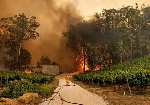 Koala with firey at fire threatened vineyard