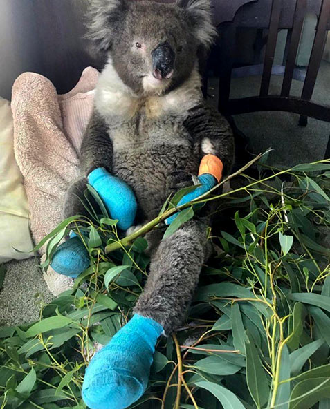koala-recovering with eucalyptus leaves
