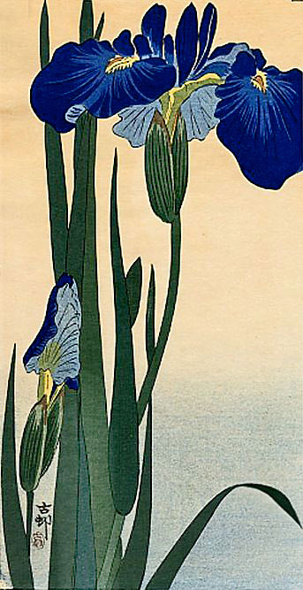 Iris' by Ohara Koson,-c1910