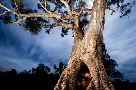 Djap Wurrung trees have been used for around 50 generations as a place for local Aboriginal women to give birth