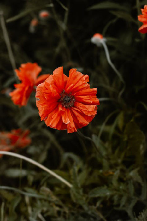 Orange flower by Irina Iriser