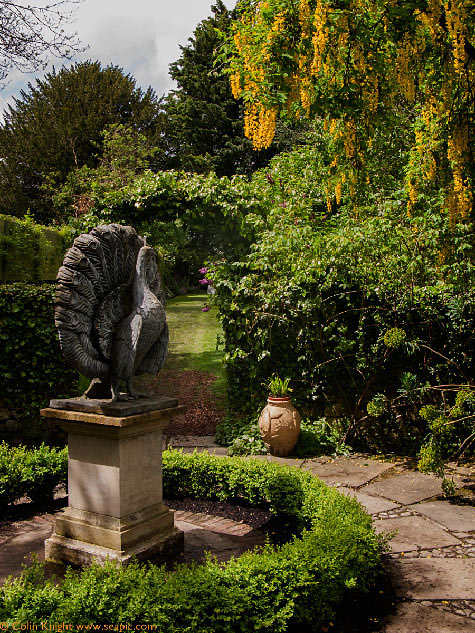 Philip Jackson's Garden Peacock