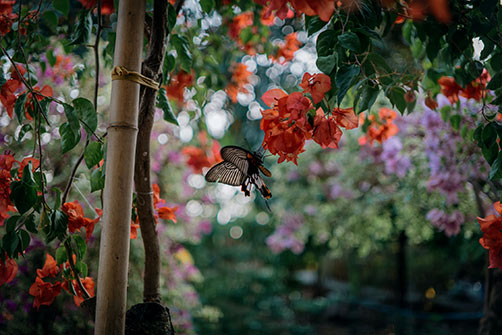 pexels-photo-butterfly