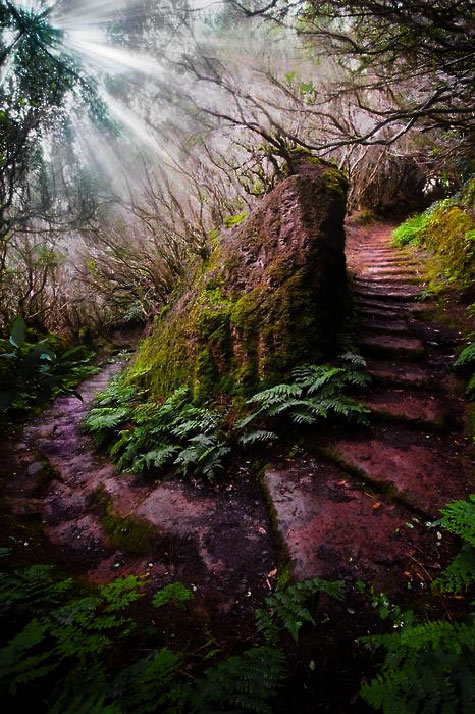 Laurisilva of Madeira ascending forest path
