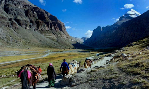 Pack Yaks on the path to Kailash