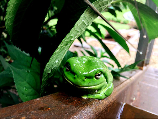 local green frog