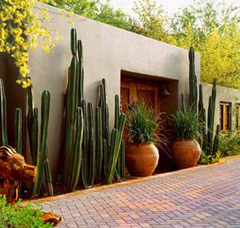 Sunset- Phoenix garden cactus wall with terracotta planters